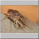 Drosophilida sp - Frucht- Taufliege 01a 2mm.jpg